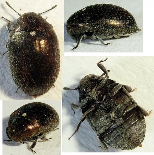 Réf. 180 467 : Morychus aeneus